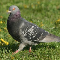 Feral Pigeon