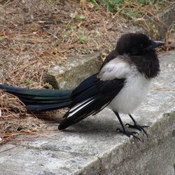 Magpie