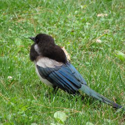 Magpie