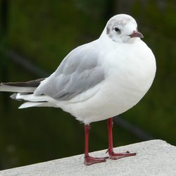 Black-headed Gull