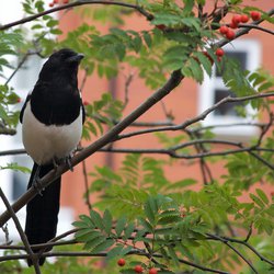 Magpie