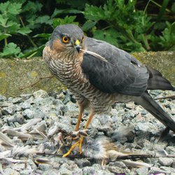 Sparrowhawk