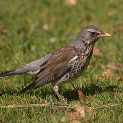 Fieldfare