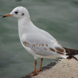 Black-headed Gull