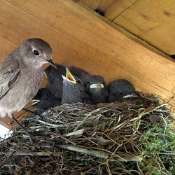 Black Redstart