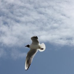Black-headed Gull