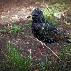 Starling