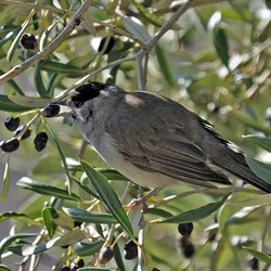 Blackcap
