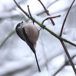Long-tailed Tit
