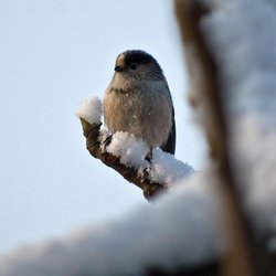 Long-tailed Tit