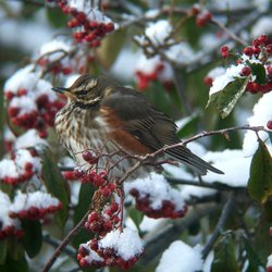 Redwing