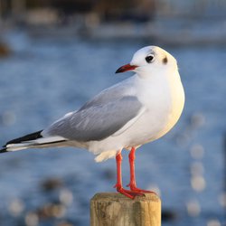 Black-headed Gull
