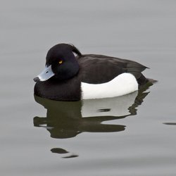 Tufted Duck