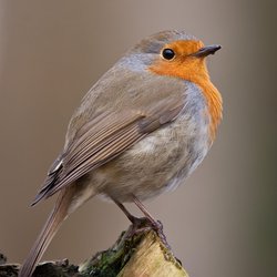 Robin