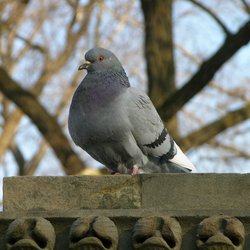 Feral Pigeon