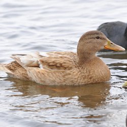 Mallard