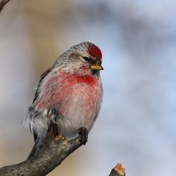 Redpoll