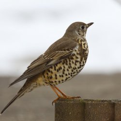 Mistle Thrush